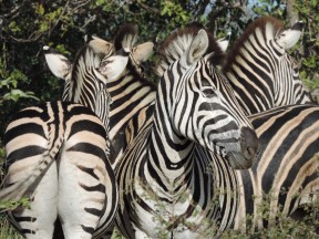 Bookend zebras